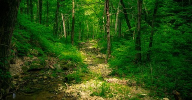 Exploring Ancient Forests: Mysteries and Marvels of Nature