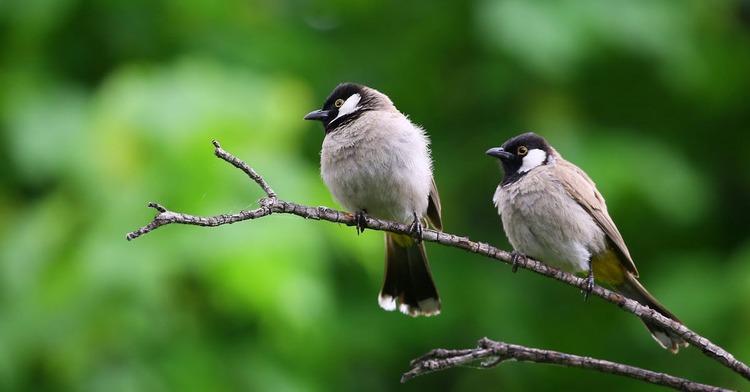 Best National Parks for Birdwatching