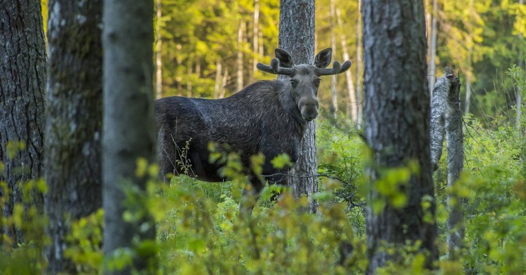 The Best National Parks for Wildlife Watching